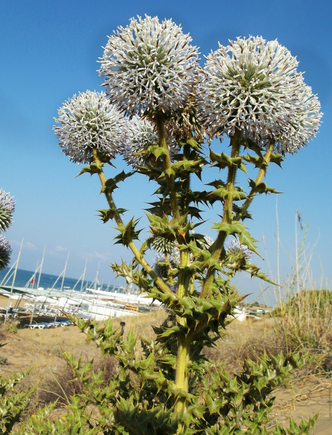 Image of Echinops antalyensis specimen.