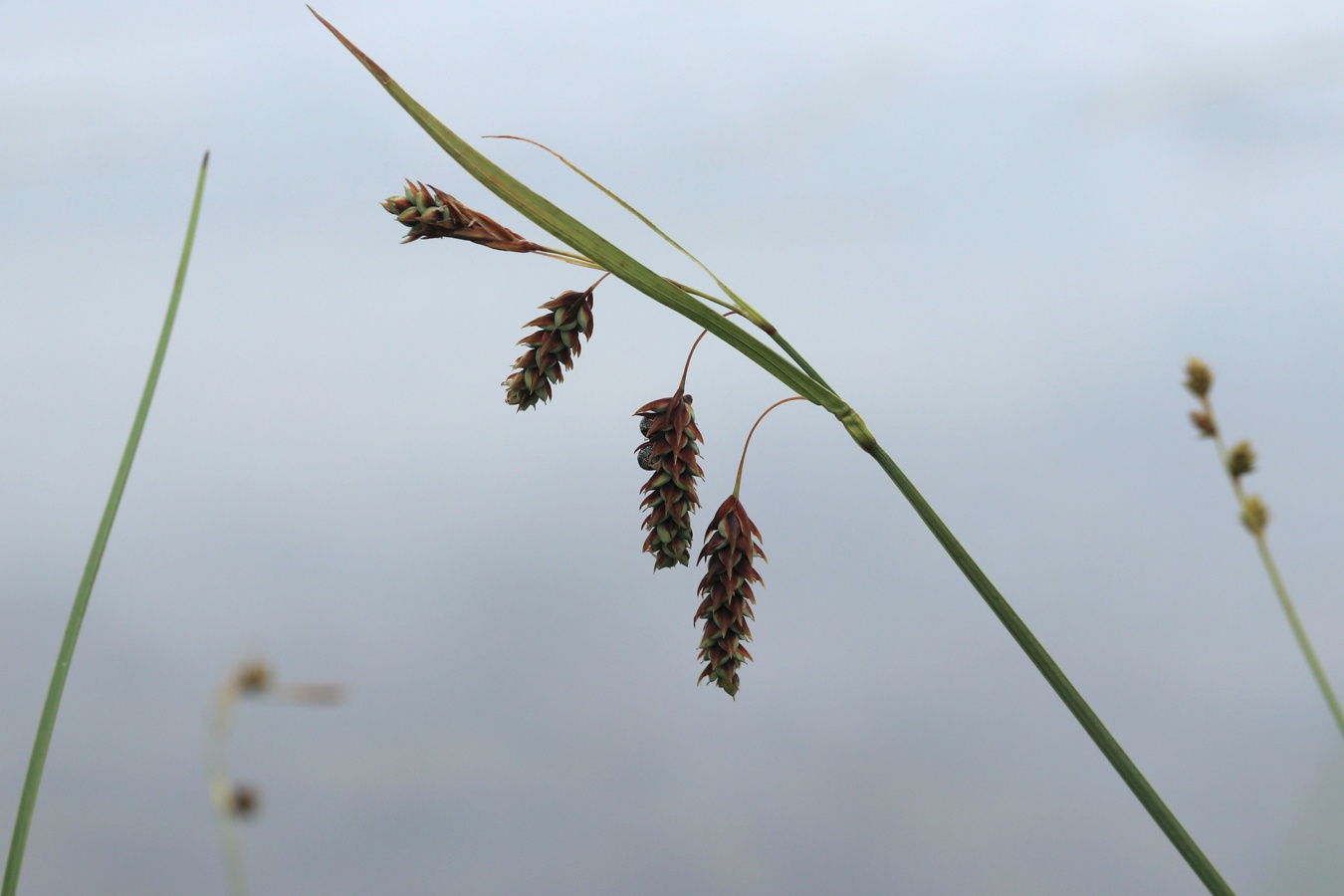 Image of Carex paupercula specimen.