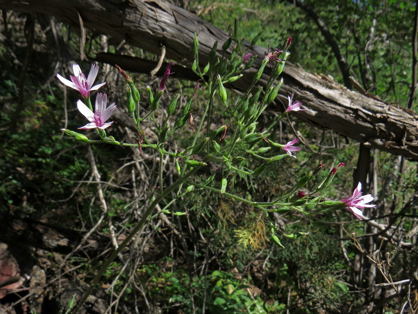 Image of Cicerbita rosea specimen.