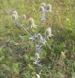 Eryngium planum