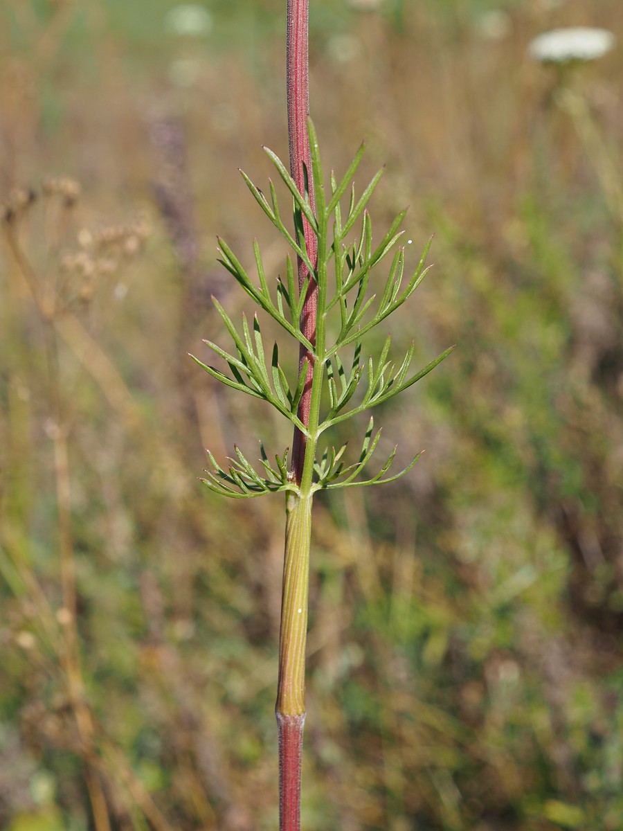 Image of Seseli annuum specimen.