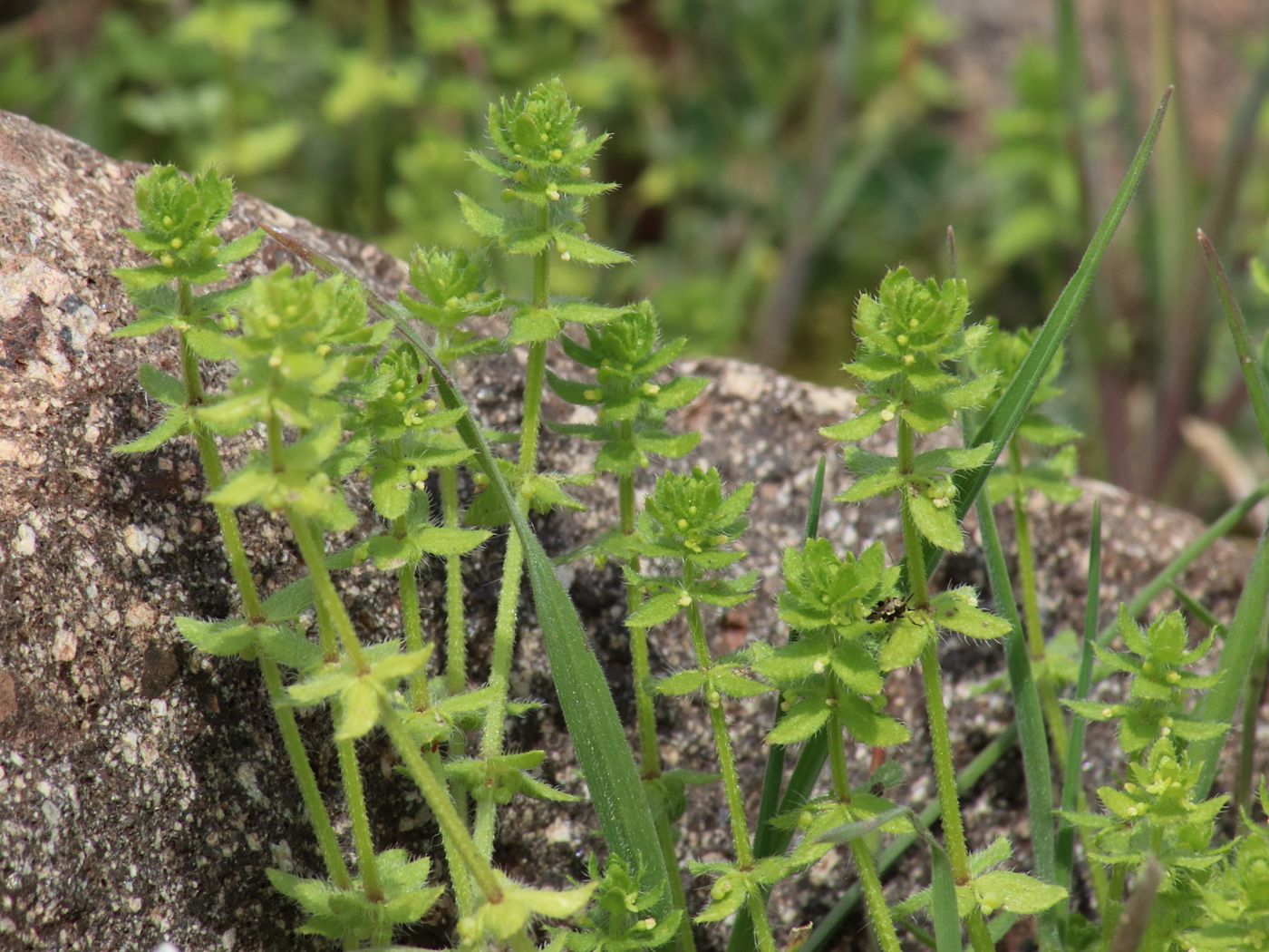 Image of Cruciata pedemontana specimen.