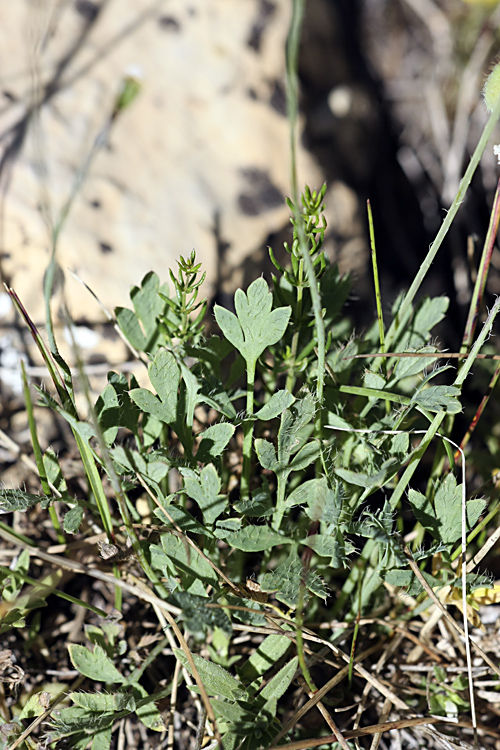 Image of Papaver croceum specimen.