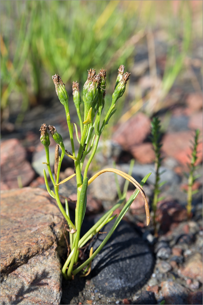 Изображение особи Tripolium pannonicum ssp. tripolium.