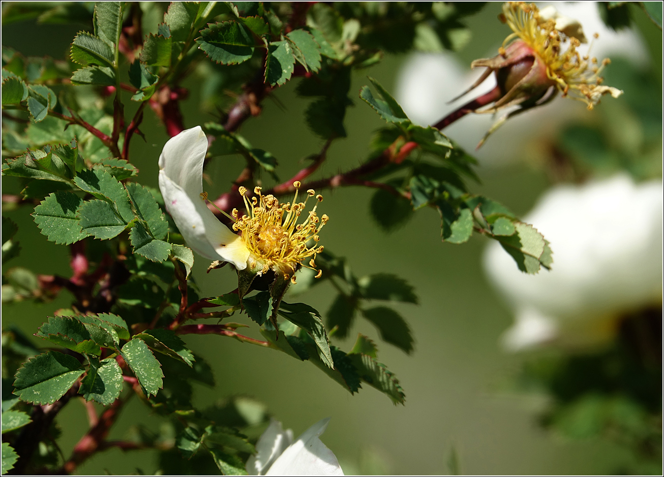 Image of Rosa spinosissima specimen.