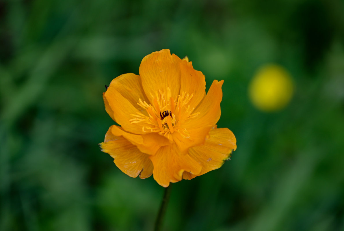 Изображение особи Trollius altaicus.