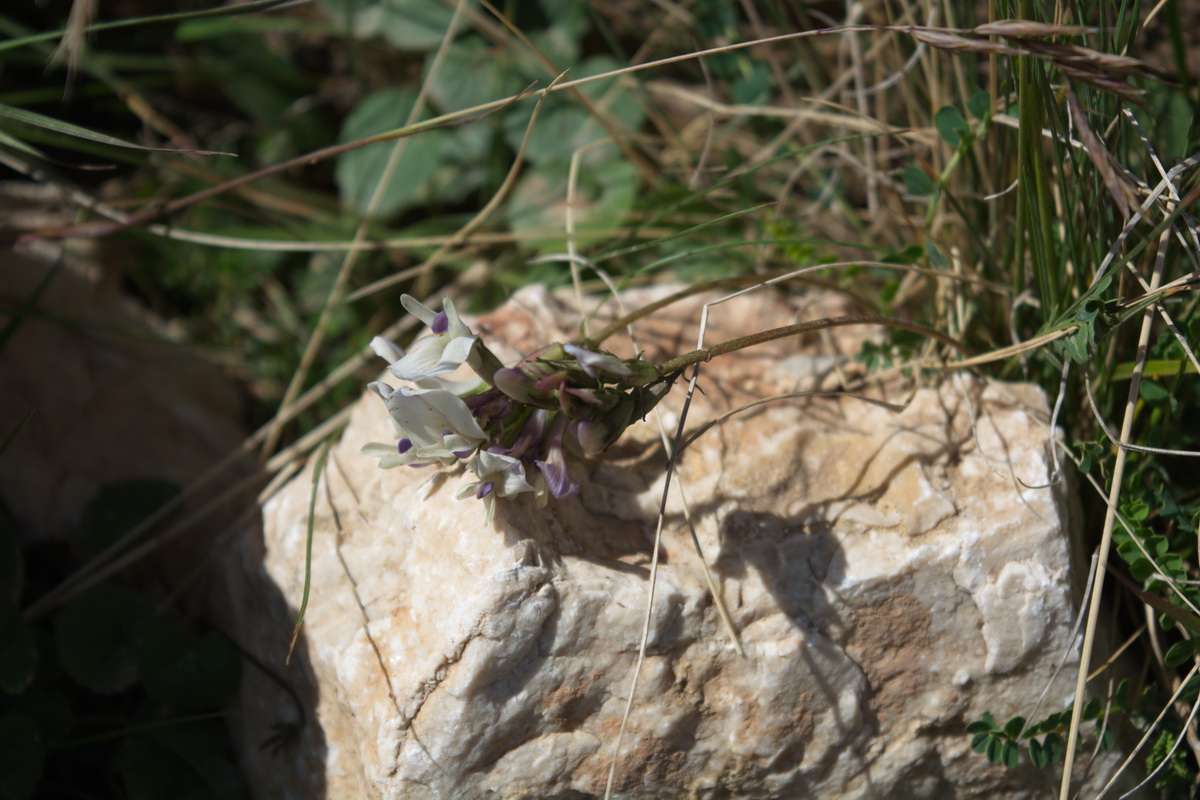 Image of familia Fabaceae specimen.