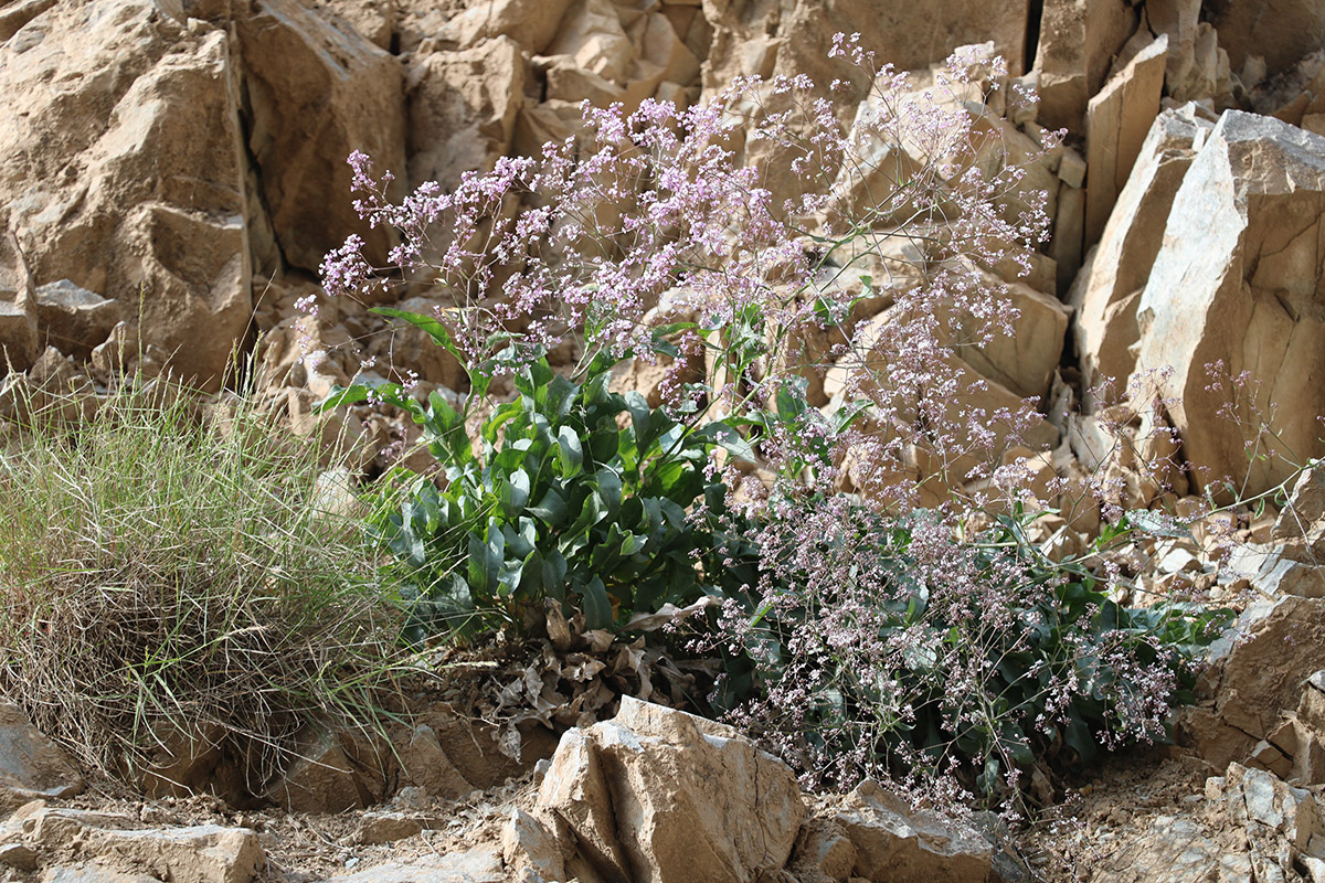 Image of Stroganowia paniculata specimen.