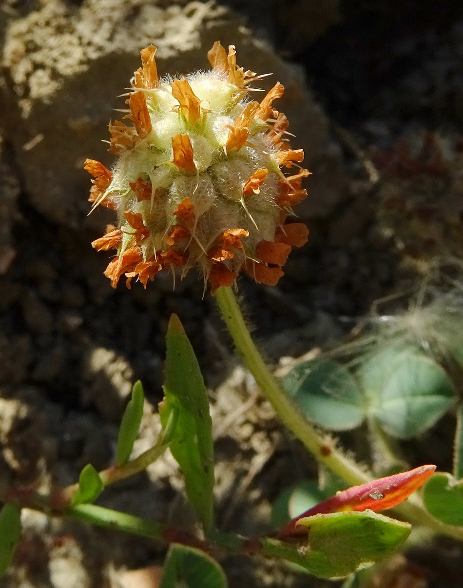 Image of Trifolium bonannii specimen.