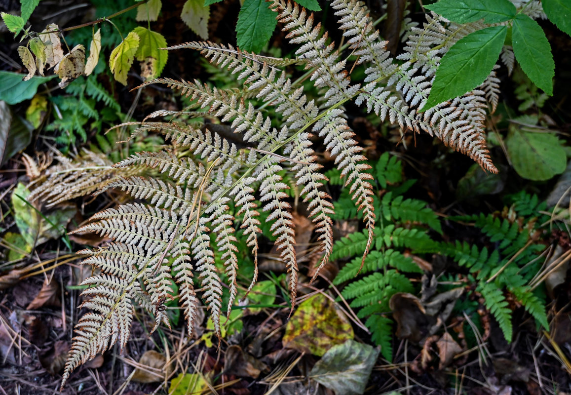 Image of Athyrium filix-femina specimen.