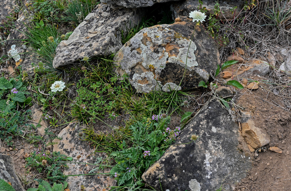 Image of Scabiosa ochroleuca specimen.