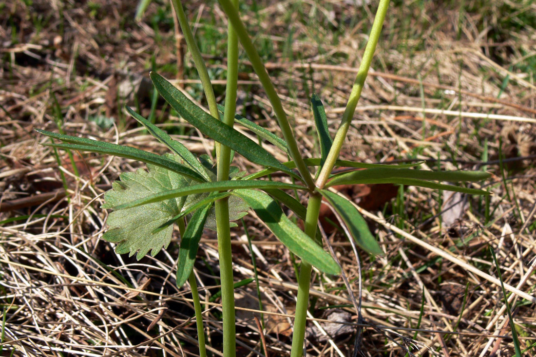 Image of Ranunculus monophyllus specimen.