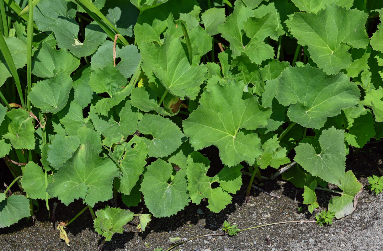 Image of Petasites radiatus specimen.