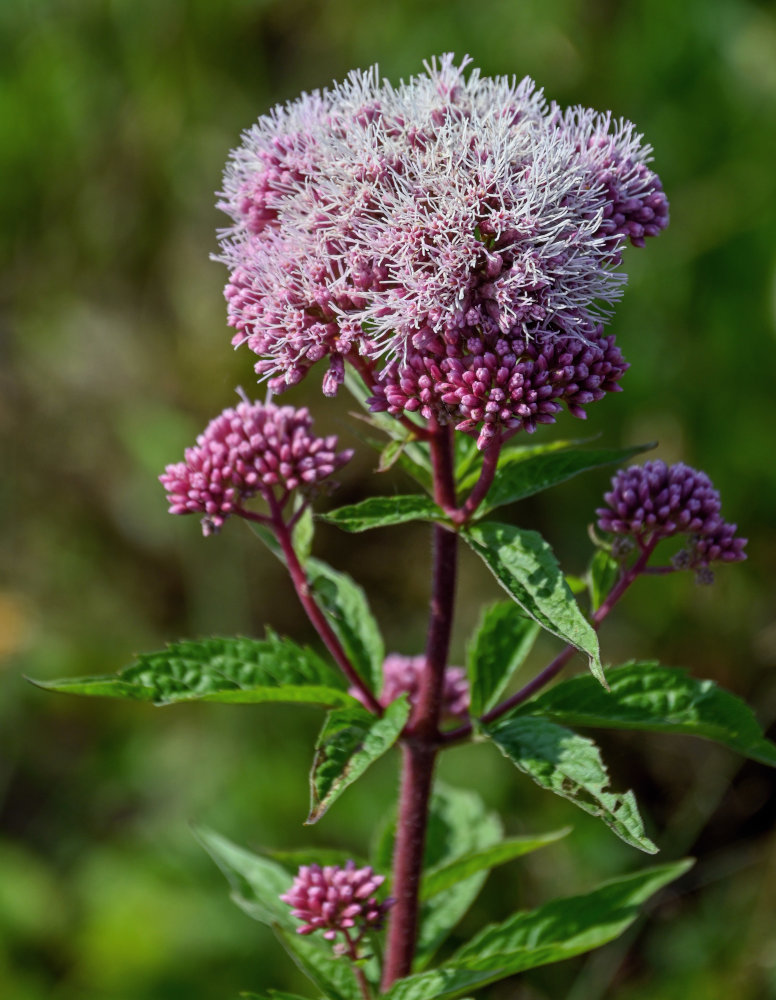 Image of Eupatorium cannabinum specimen.