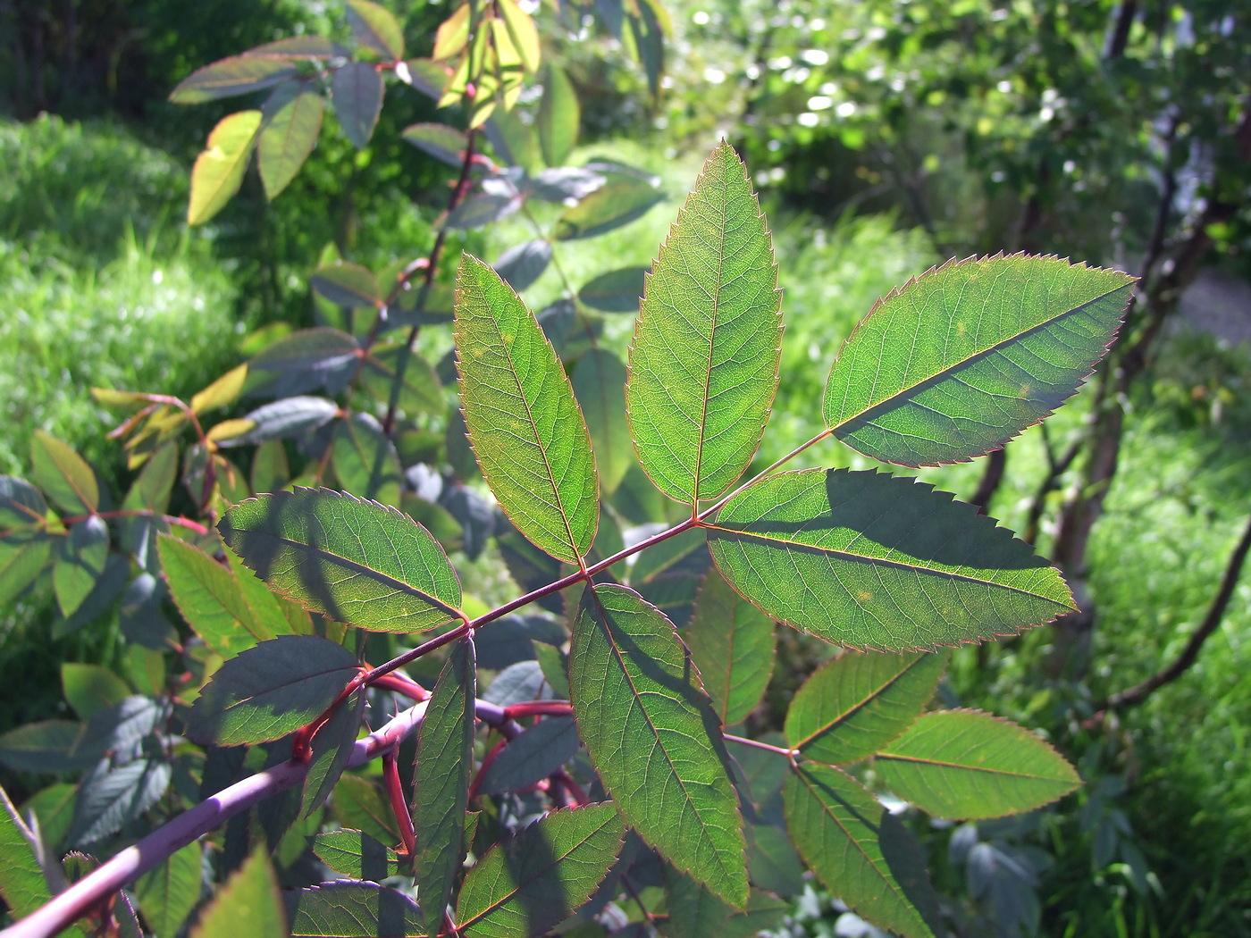 Image of Rosa glauca specimen.