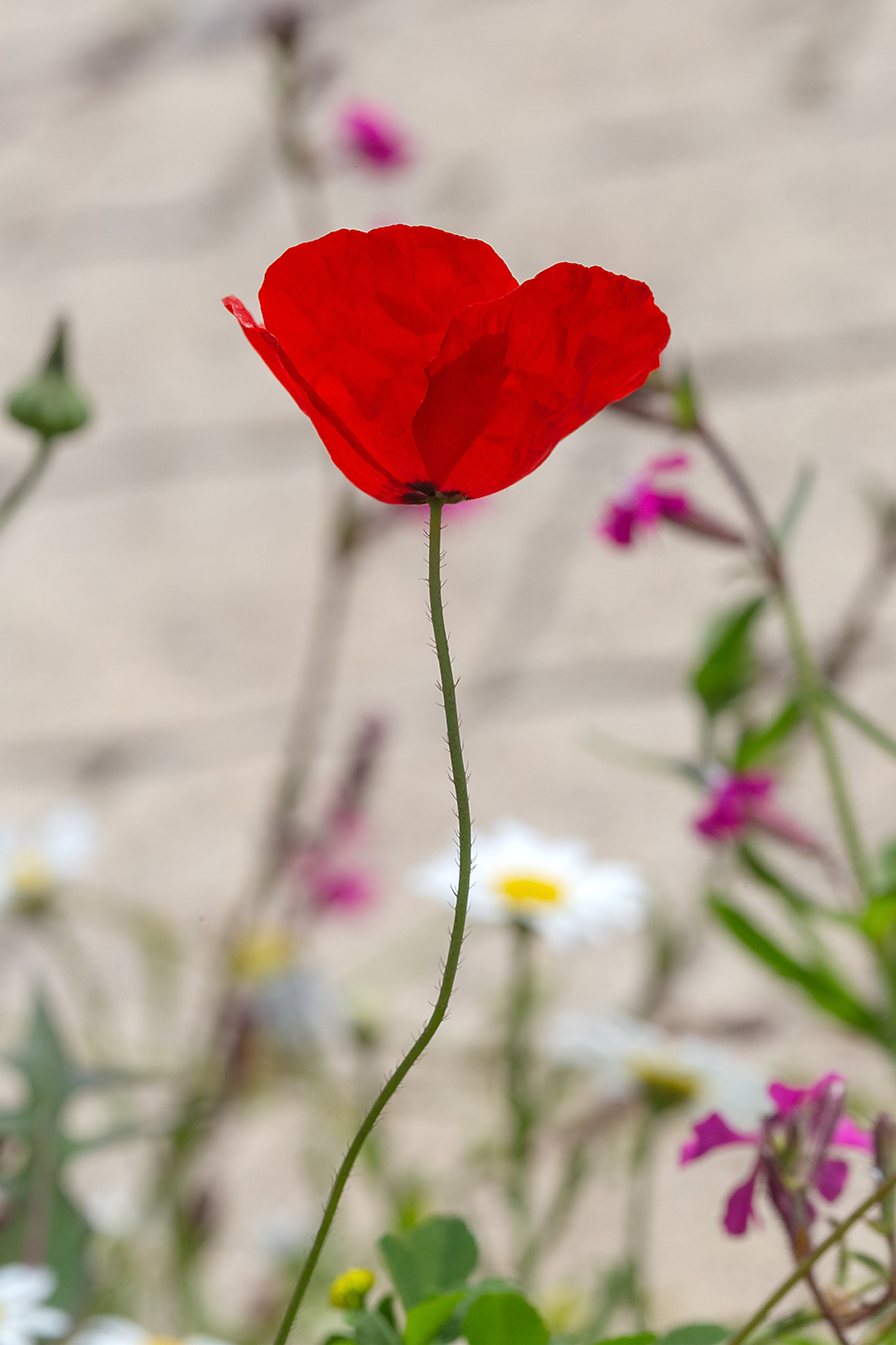 Изображение особи Papaver humile.