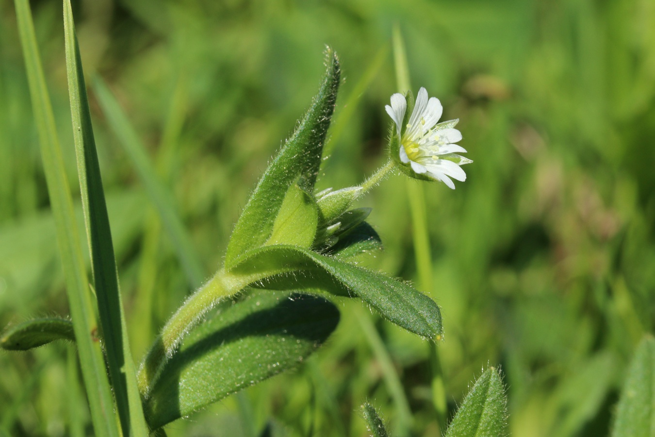 Изображение особи Cerastium holosteoides.