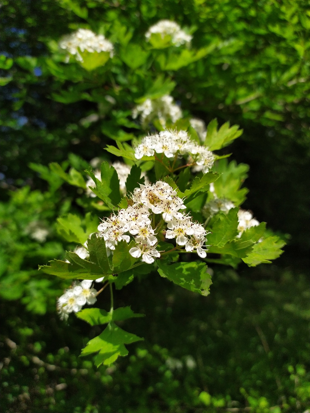 Image of Crataegus monogyna specimen.