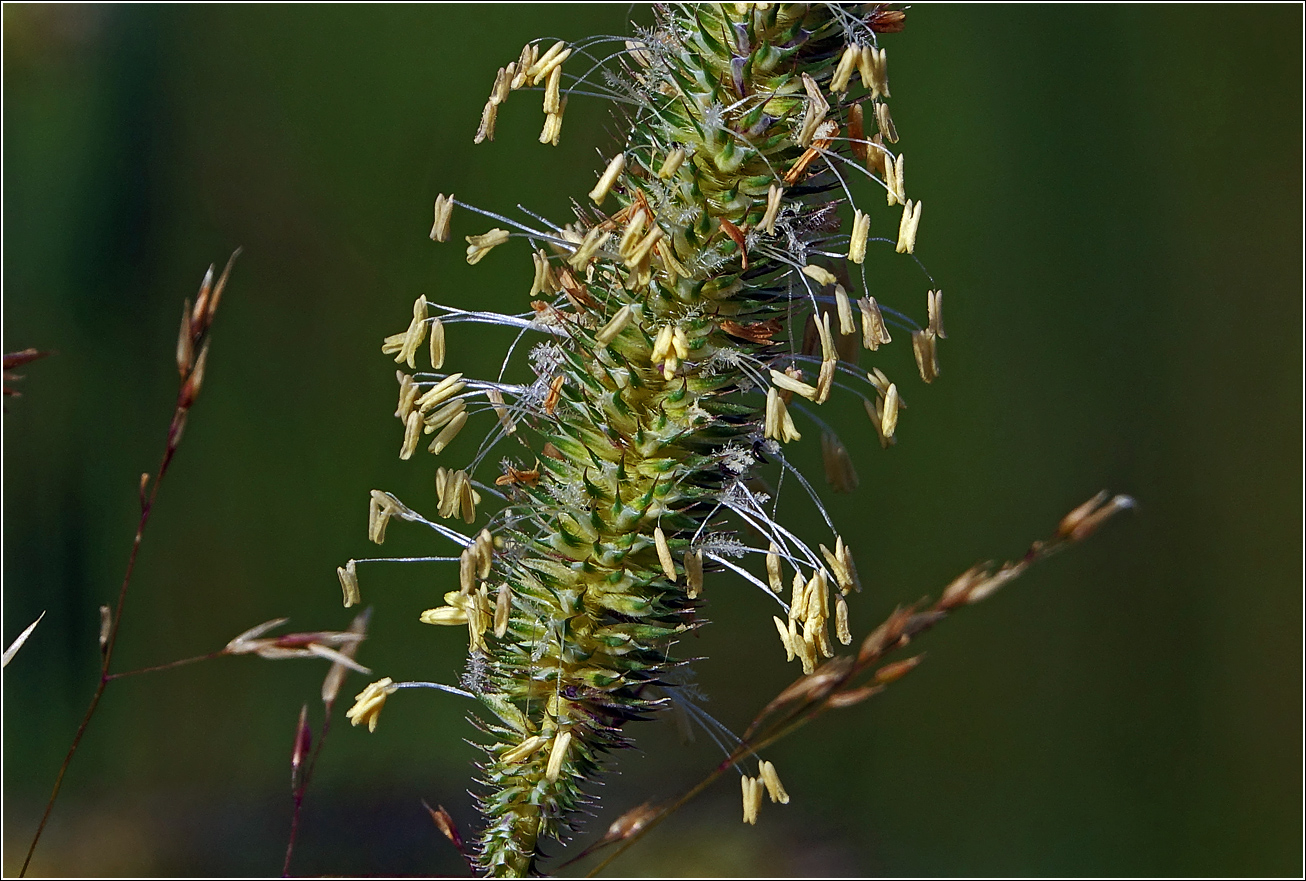 Image of Phleum pratense specimen.