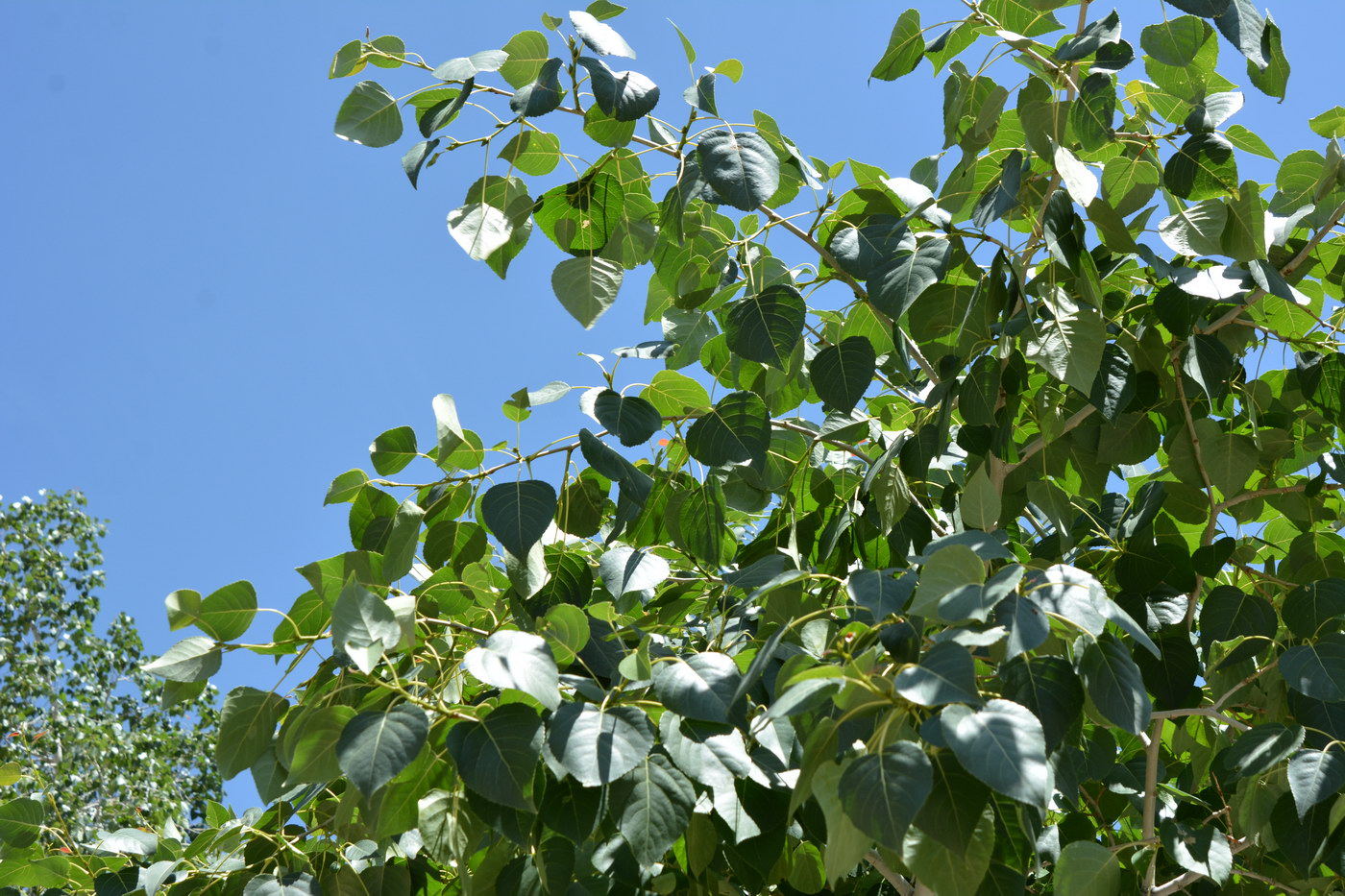 Image of Populus afghanica specimen.