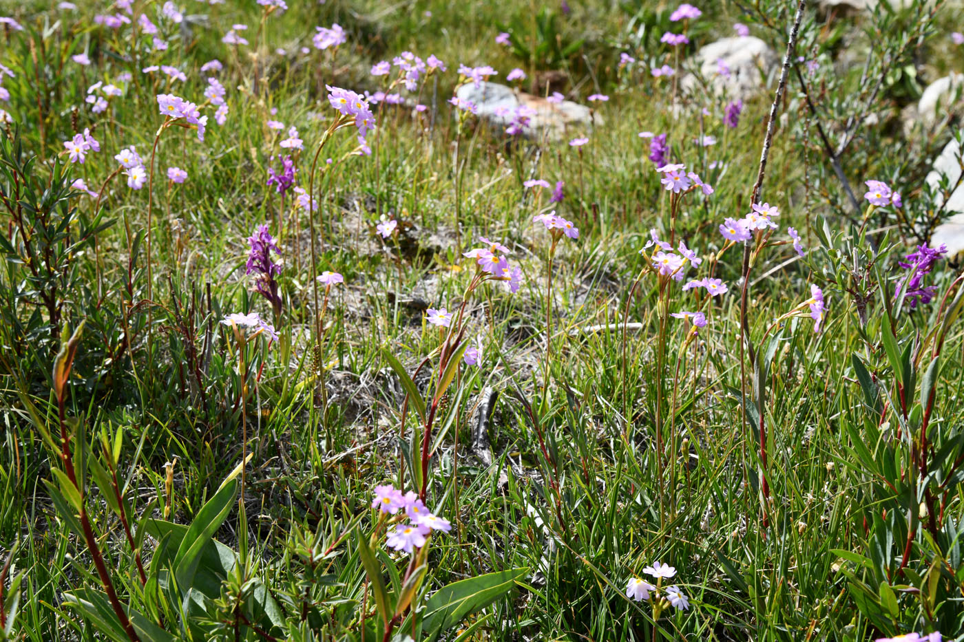 Image of Primula pamirica specimen.