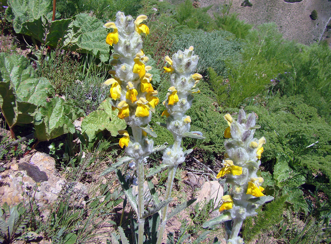 Изображение особи Phlomoides fulgens.