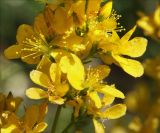 Hypericum lydium