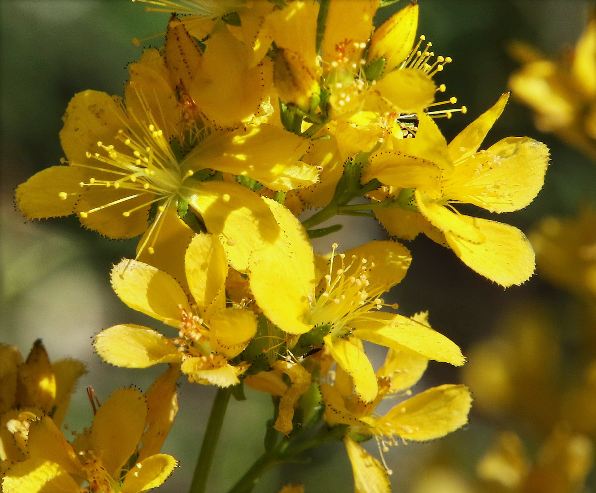 Изображение особи Hypericum lydium.