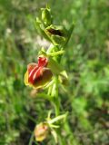 Ophrys mammosa