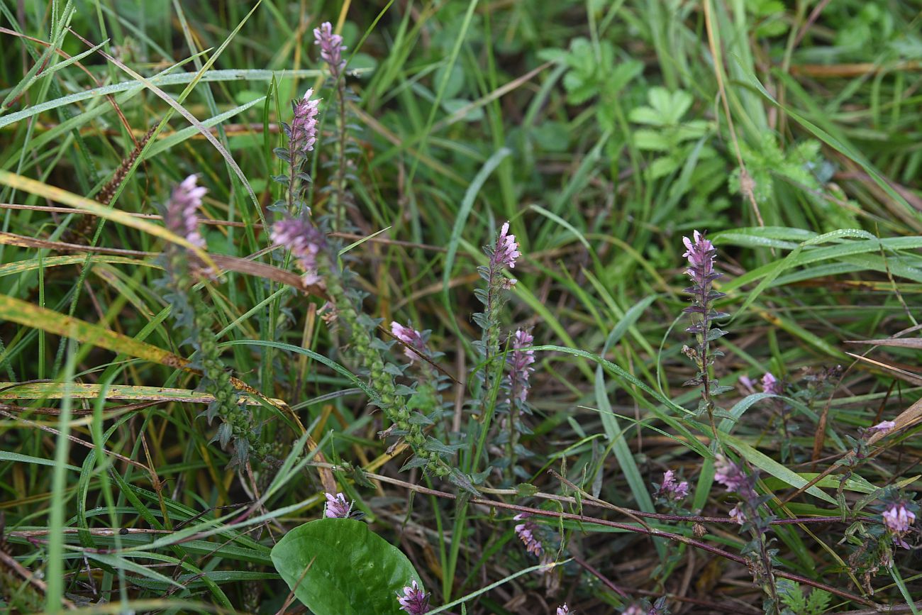 Изображение особи Odontites vulgaris.