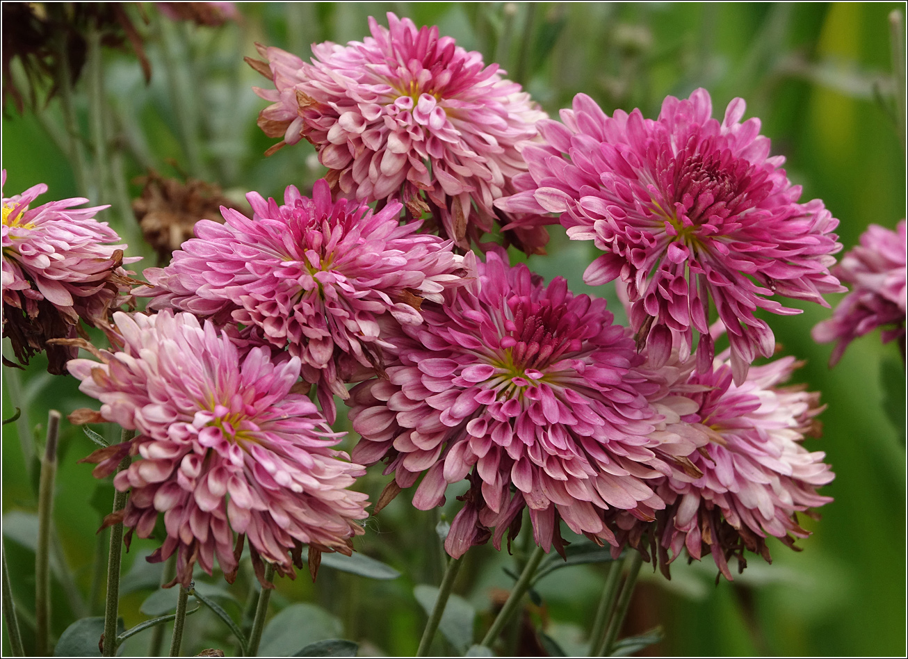 Image of Chrysanthemum indicum specimen.