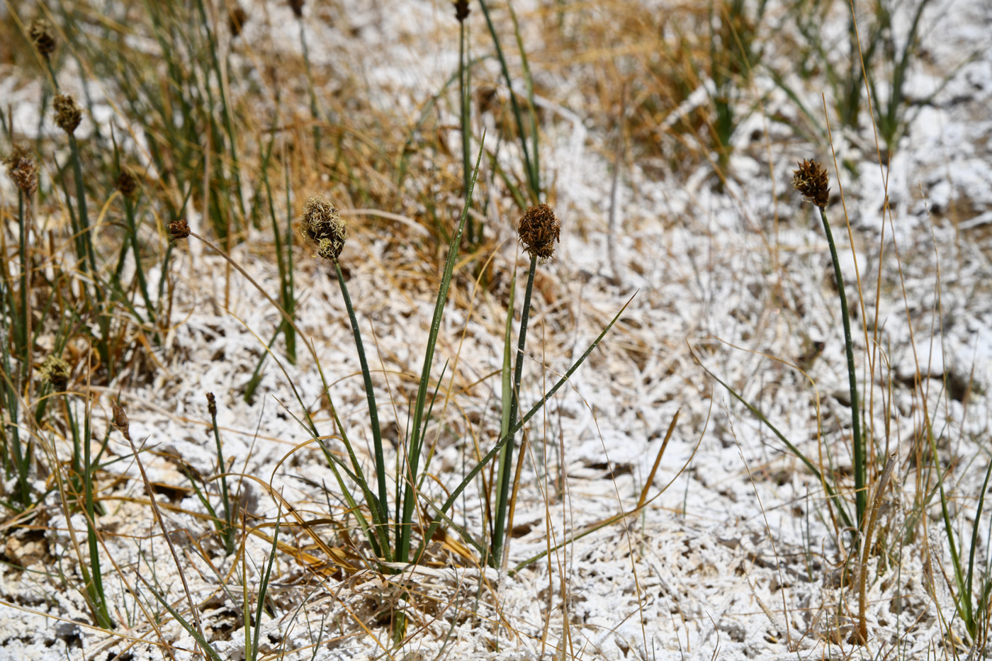 Изображение особи Carex melanantha.