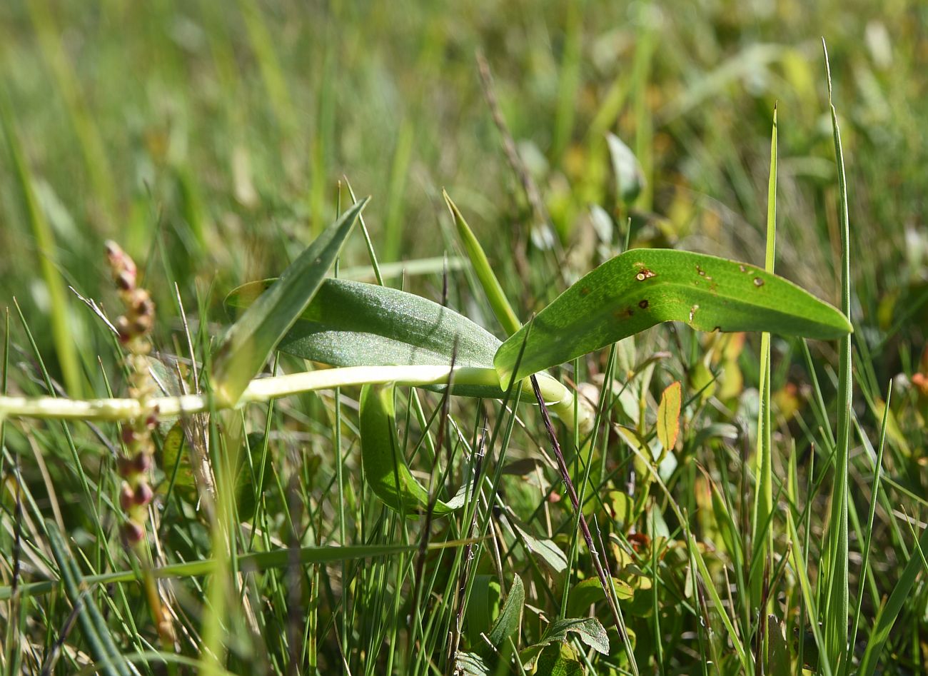 Изображение особи Dactylorhiza viridis.