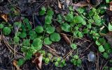 Lysimachia nummularia. Побеги вегетирующих растений. Московская обл., гор. округ Балашиха, Озёрный лесопарк, оз. Чёрное, смешанный лес. 15.09.2024.