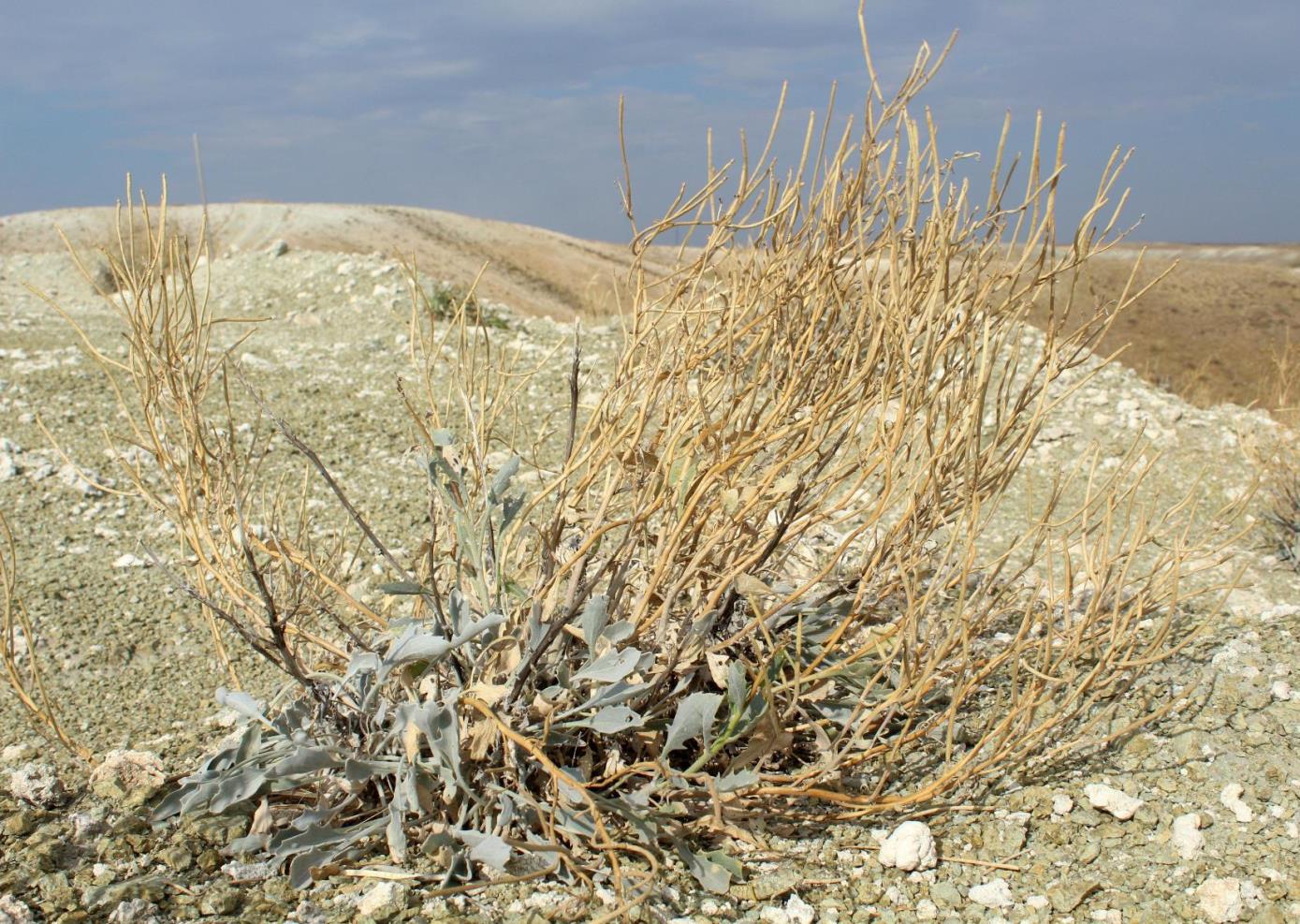 Image of Matthiola superba specimen.