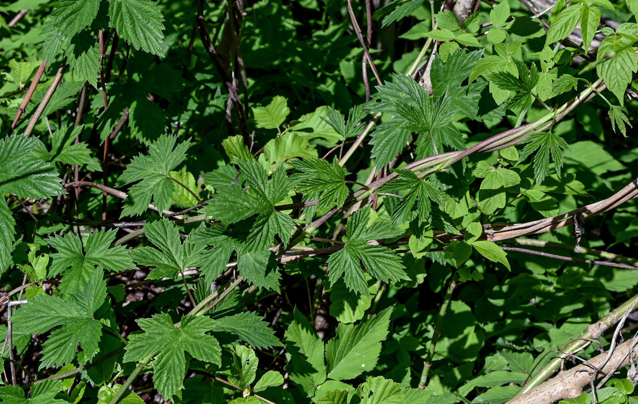 Изображение особи Humulus lupulus.