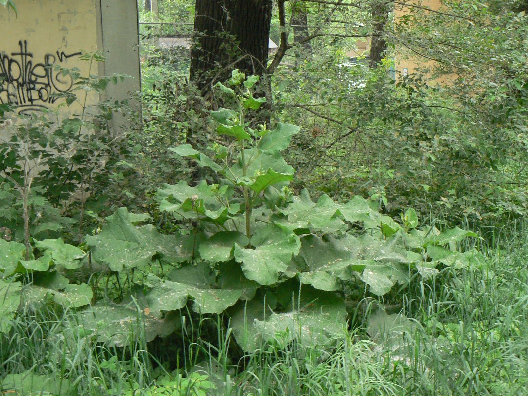 Изображение особи Arctium lappa.