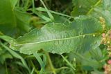 Rumex longifolius