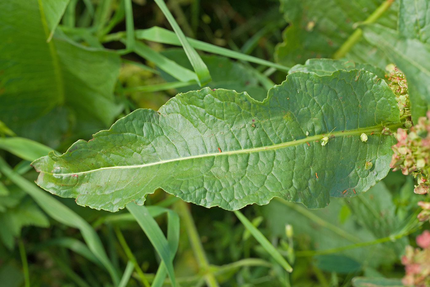 Image of Rumex longifolius specimen.