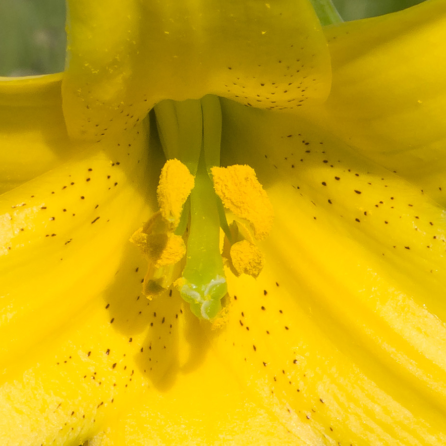 Image of Lilium monadelphum specimen.