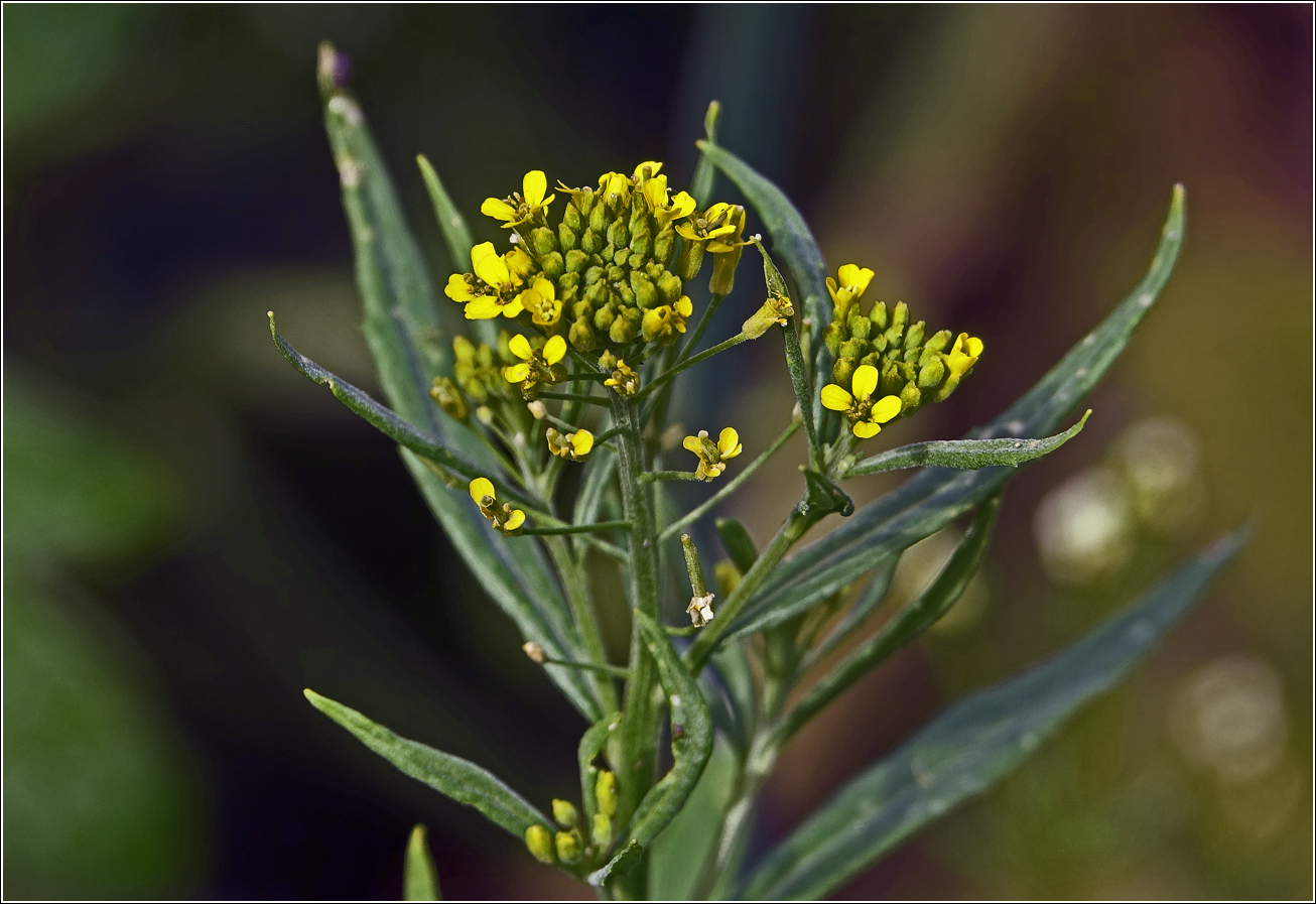 Image of Erysimum cheiranthoides specimen.