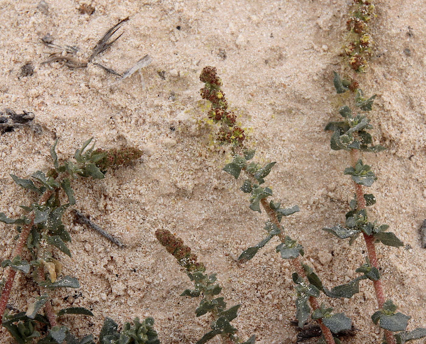 Image of Atriplex glauca specimen.