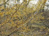 Hamamelis vernalis. Часть кроны цветущего растения. Москва, ГБС РАН. 20.04.2005.
