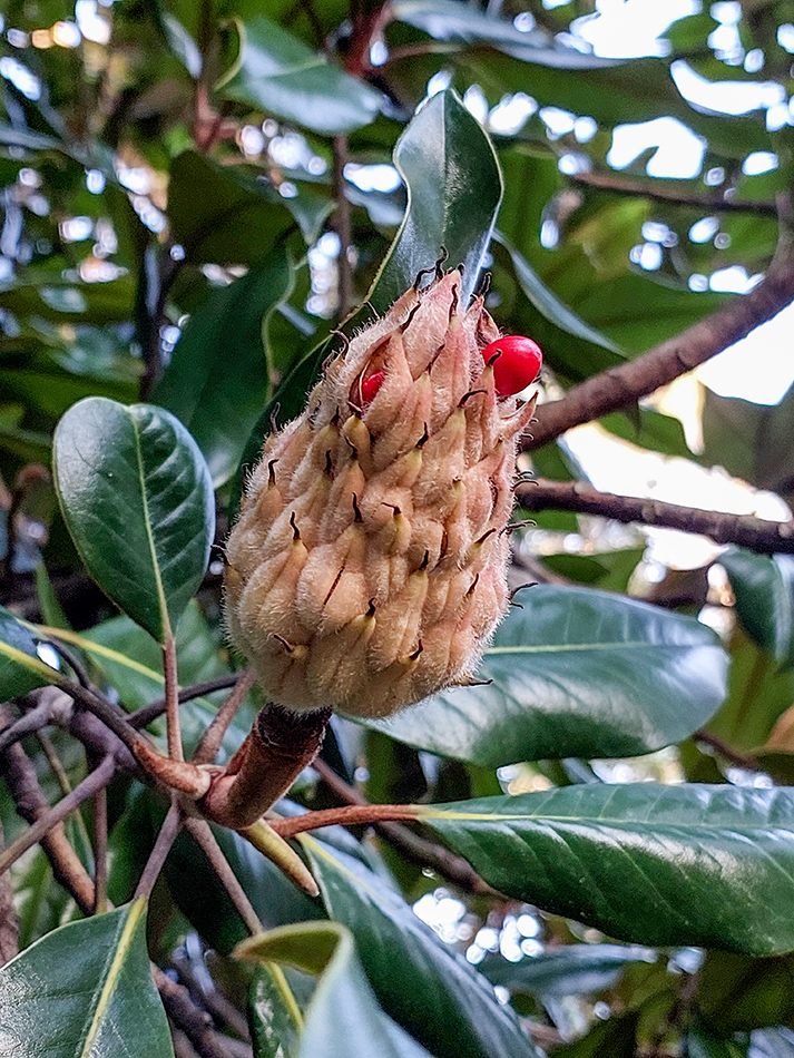 Image of Magnolia grandiflora specimen.