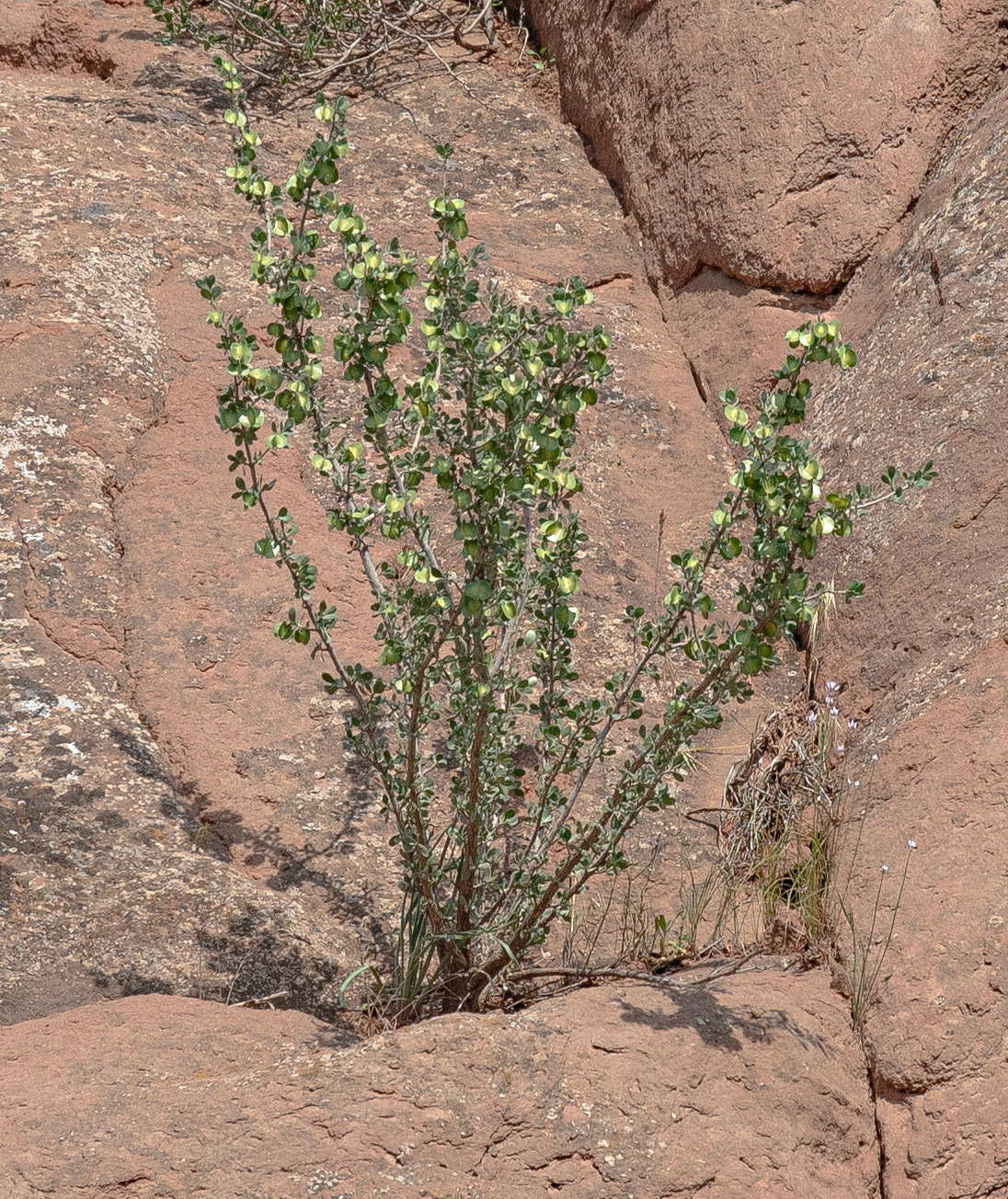 Image of Zygophyllum gontscharovii specimen.