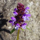 Смотреть изображение Prunella vulgaris