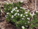 Смотреть изображение род Galium