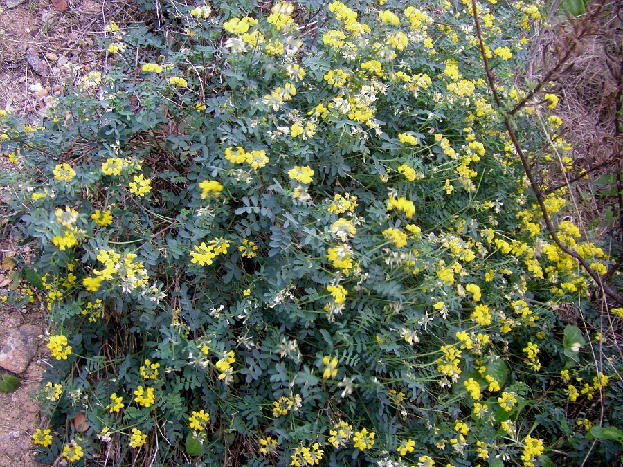 Изображение особи Hippocrepis valentina.