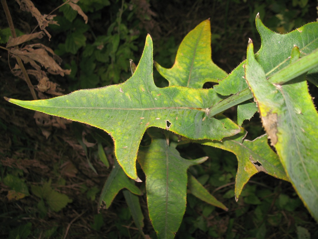 Image of Sonchus palustris specimen.