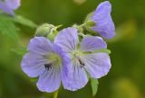 View full-size image Geranium erianthum
